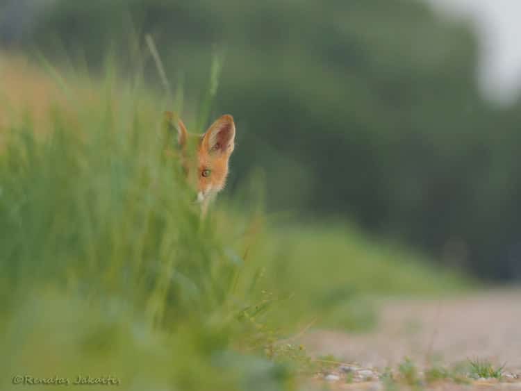 Wildlife Photography by Renatas Jakaitis