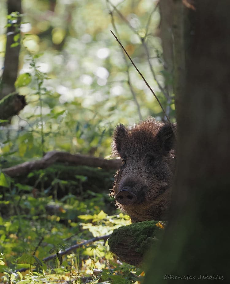 Wildlife Photography by Renatas Jakaitis