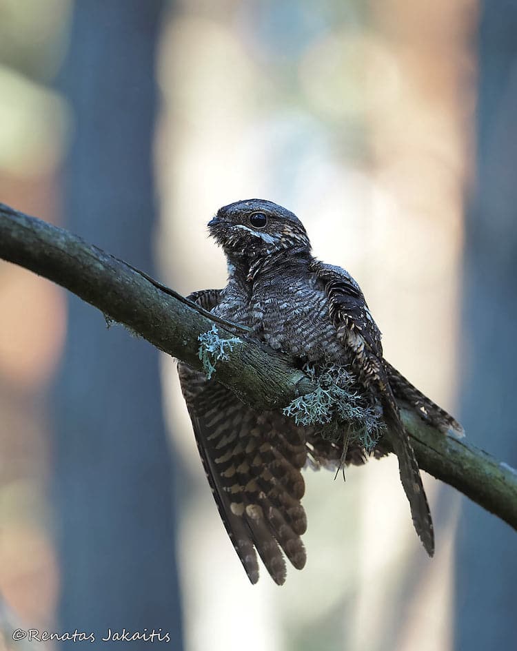 Wildlife Photography by Renatas Jakaitis