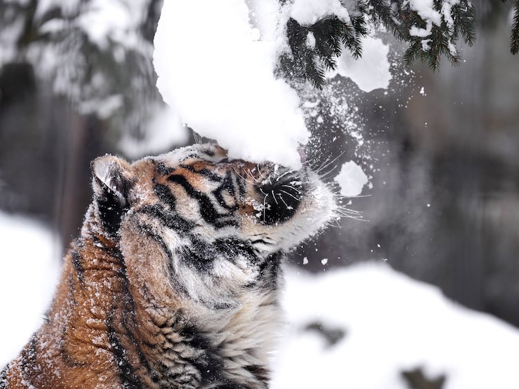 Tiger With Snow on Its Head