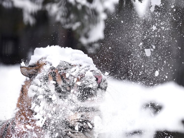 Tiger With Snow on Its Head