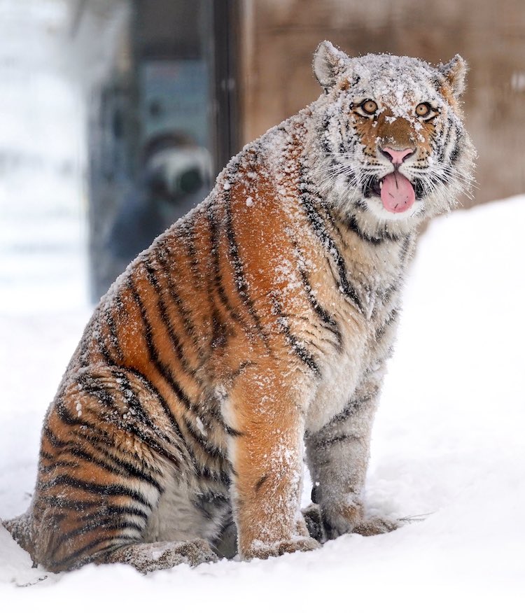 Tiger With Snow on Its Head