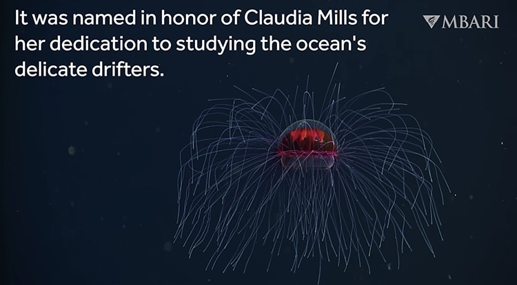 Crossota millsae Jellyfish