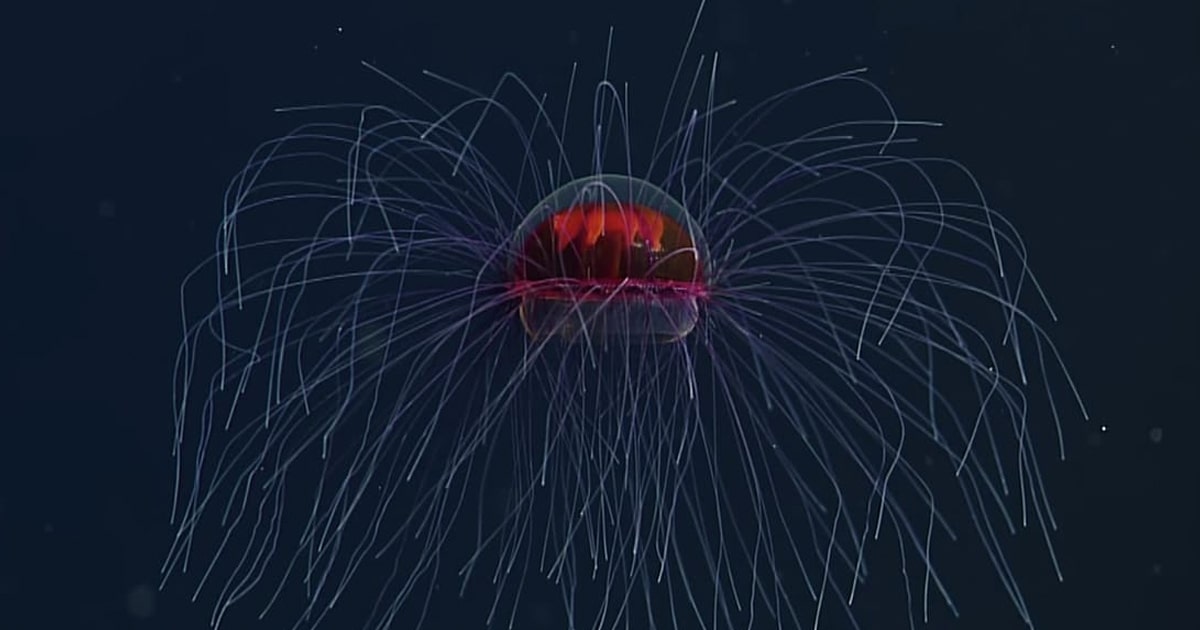 Watch a Rare Psychedelic Jellyfish Filmed in the Midnight Zone