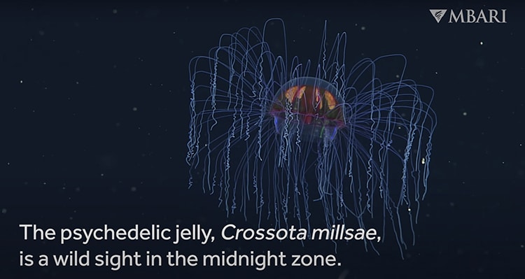 Watch a Rare Psychedelic Jellyfish Filmed in the Midnight Zone Of Monterey Canyon