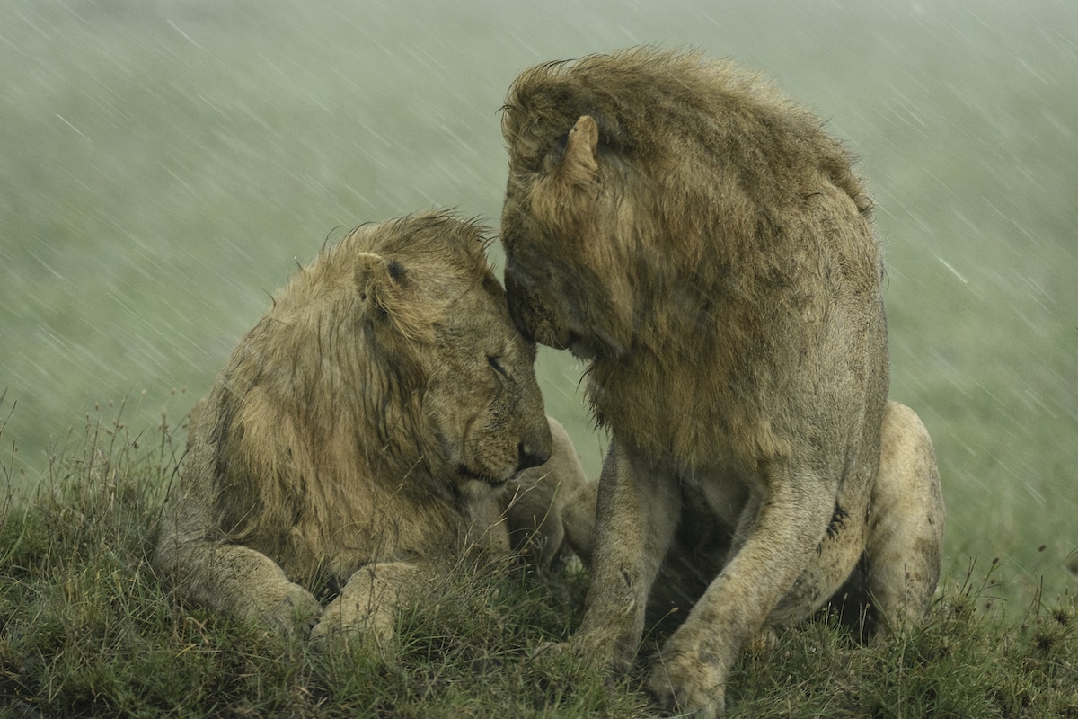 Two Male Lions Nuzzling Under the Rain