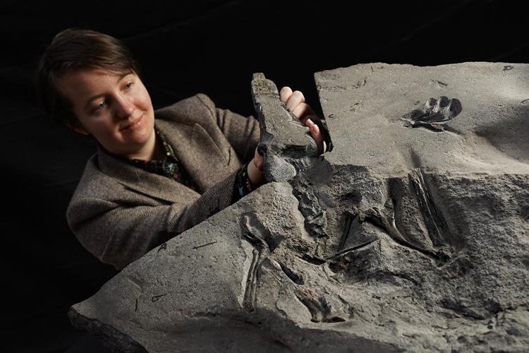 Fossil of Flying Reptile Known as Pterosaur Found on Scotland’s Isle of Skye