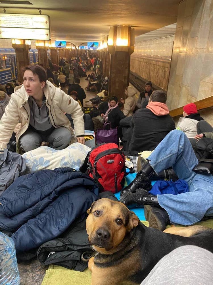 Dog with Owner Sheltering in Ukraine Metro