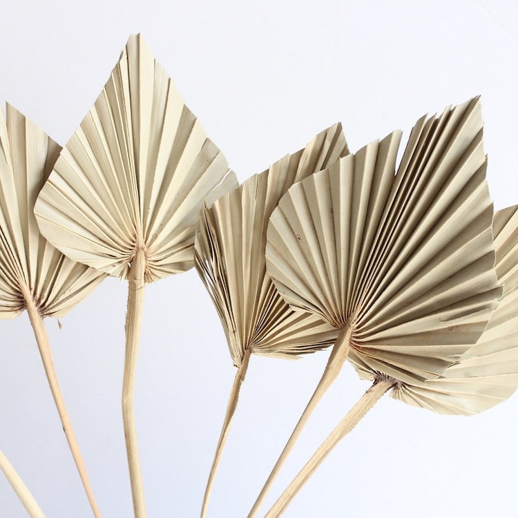 Dried Palm Leaves