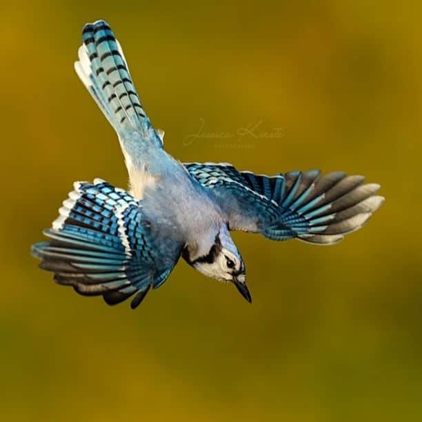 Blue Jay in Flight by Jessica Kirste