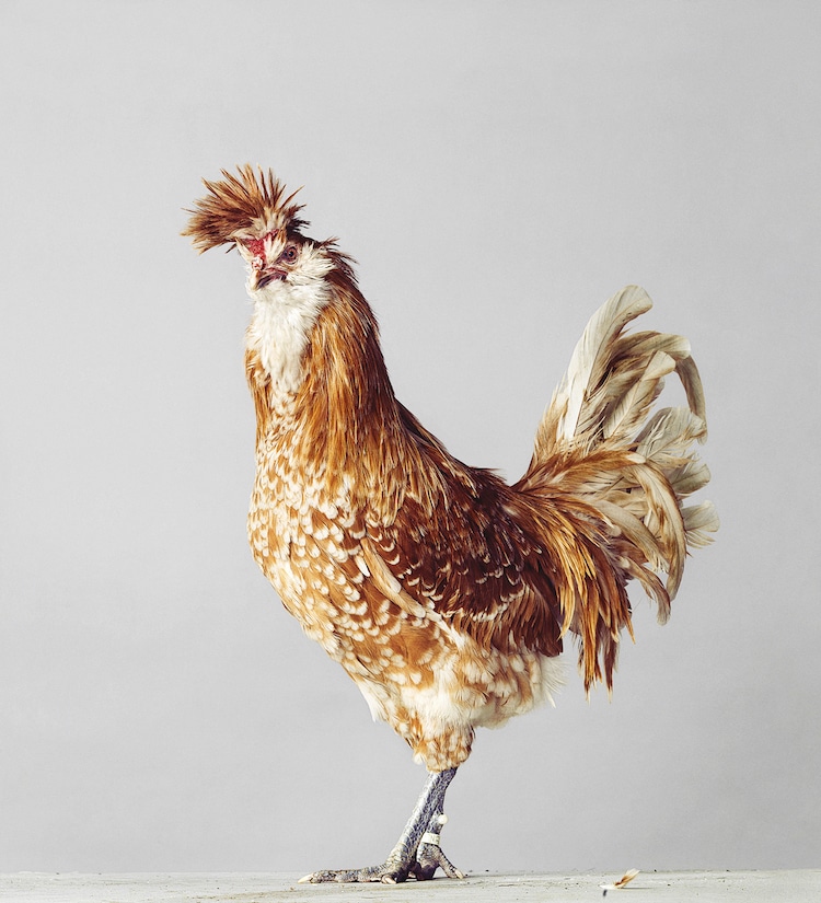Portrait of a Hen on a White Background