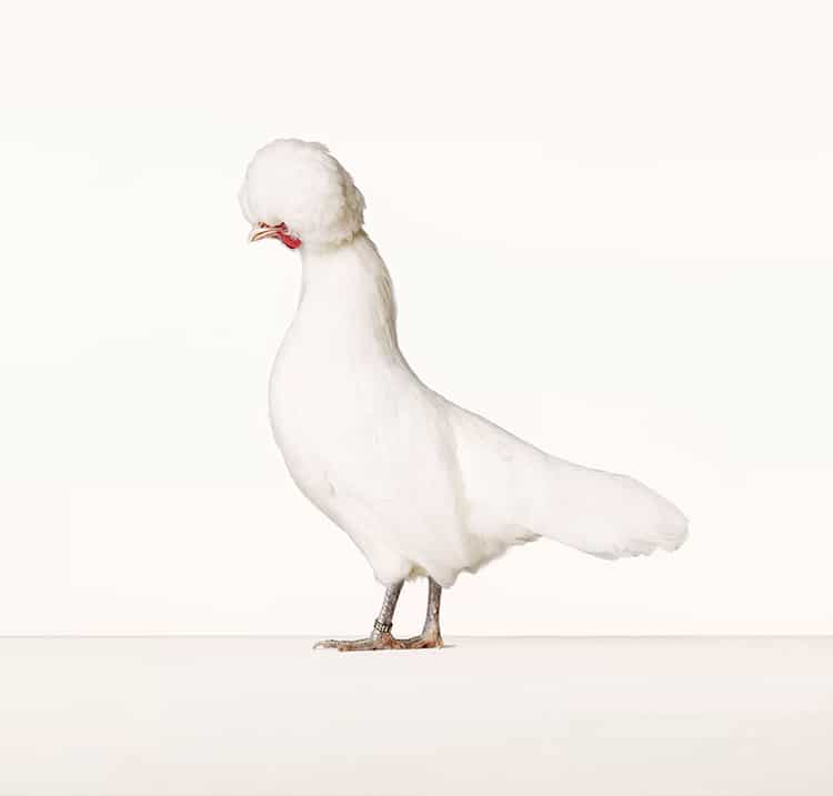 Portraits of Chickens, Hens, and Roosters by Alex ten Napel