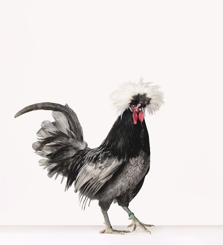 Hen and Rooster Portraits by Alex ten Napel