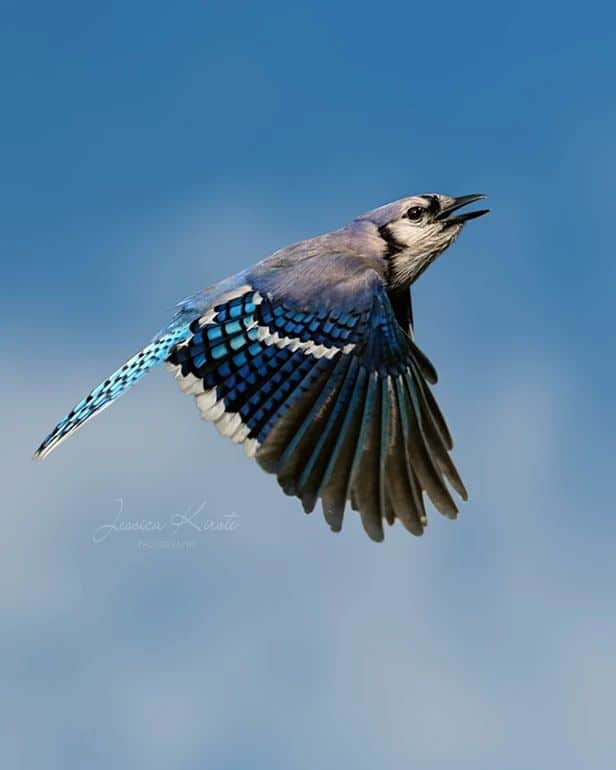 Blue Jay in Flight by Jessica Kirste
