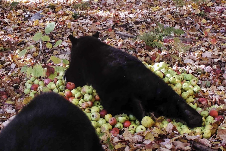 Black Bear Cubs Make Purring “Sound of Contentment” While Eating a Pile of Apples