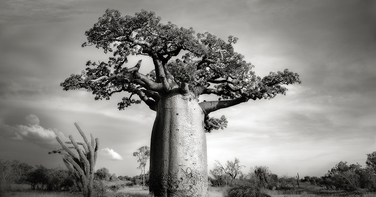 beth-moon-Baobab-Trees-thumbnail-4.jpg - ViralBandit