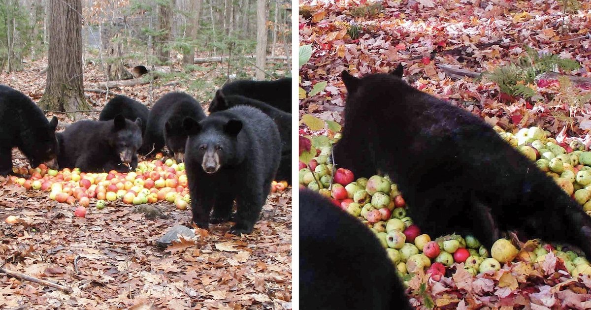 black-bear-cubs-eating-pile-of-apples-and-purring-fb.jpg - ViralBandit