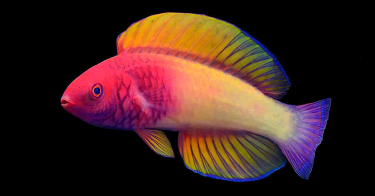cirrhilabrus-finifenmaa-rainbow-fairy-fish-thumbnail.jpg - ViralBandit