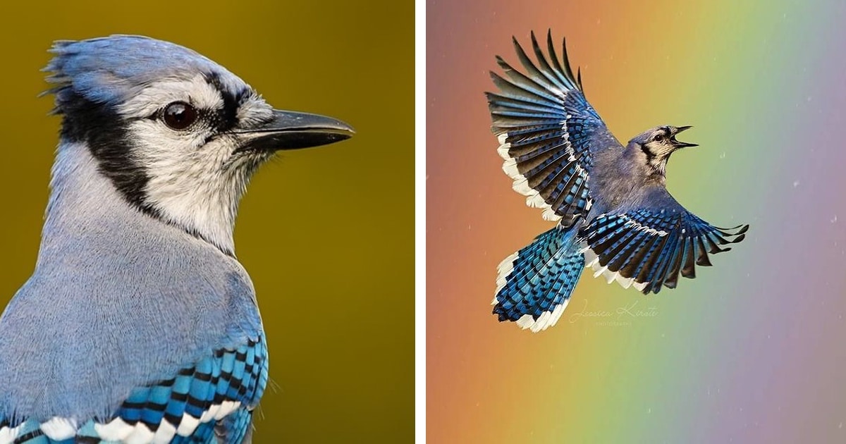 jessica-kirste-bird-photography-thumbnail-3.jpg - ViralBandit