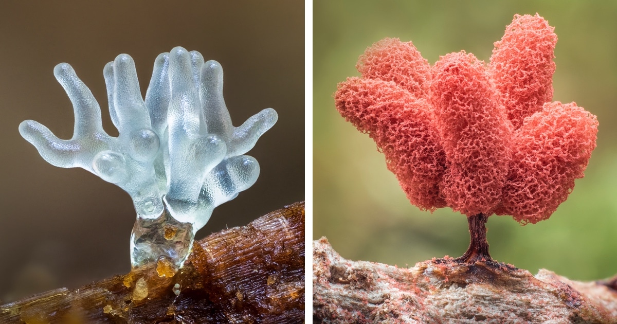 barry-webb-slime-mould-thumbnail.jpg - ViralBandit