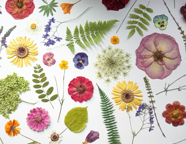 Pressed Flower Art by Anna Zakirova