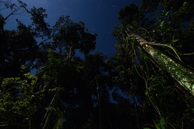 Amazon Rainforest at Night