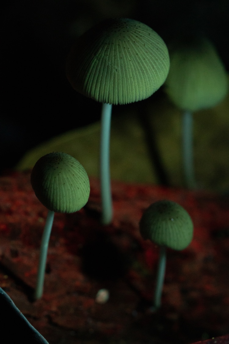Fungus in the Amazon Under UV Light