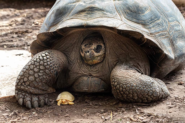 A Rare Baby Albino Galápagos Giant Tortoise Is Born at Swiss Zoo