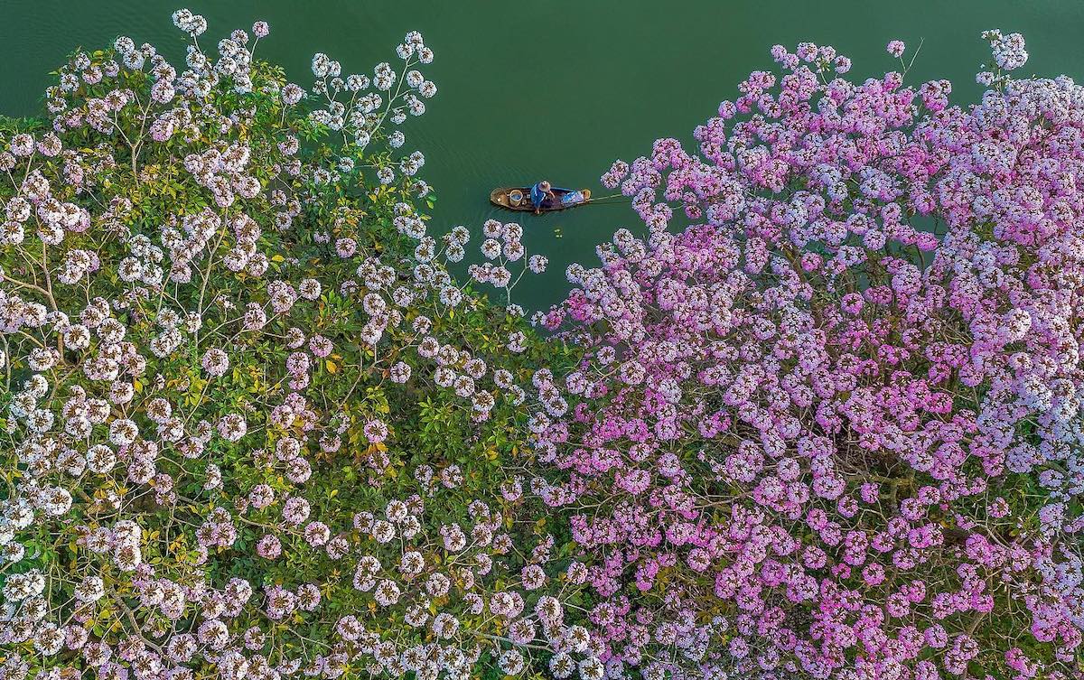 Pink Trumpet Flowers in Bao Loc