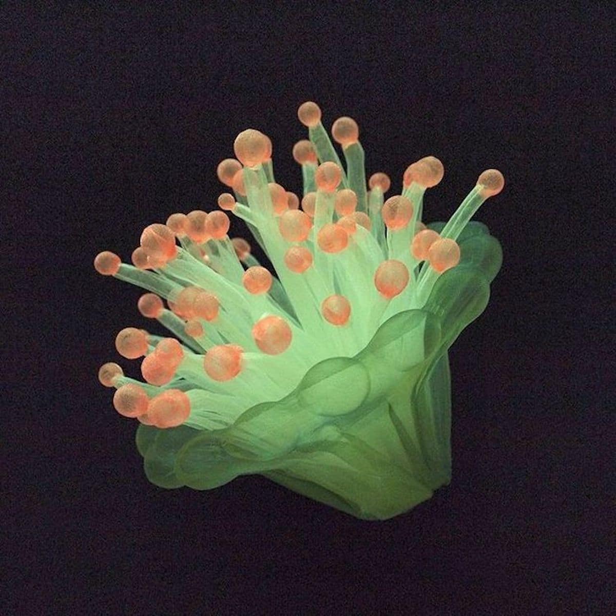 Fabric Sculptures by Mariko Kusumoto