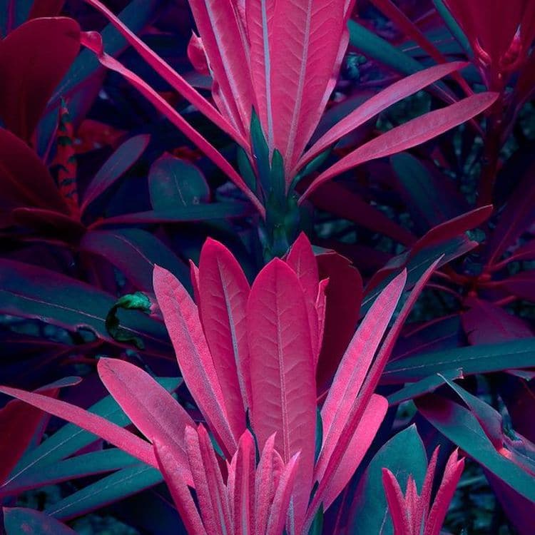 Plant Photography by Tom Leighton