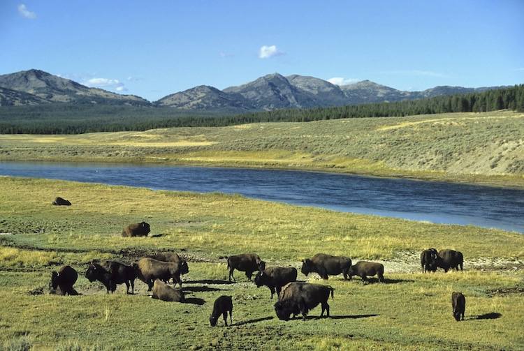 Herd of Buffalo in Yellowstone National Park
