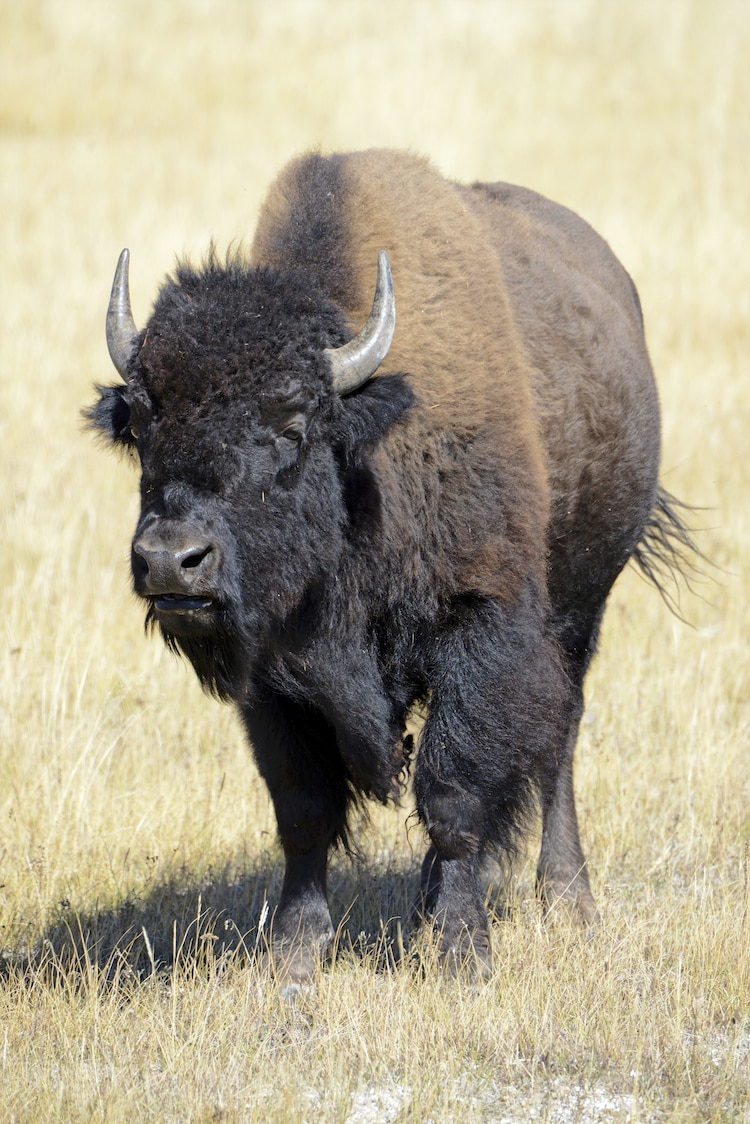 Close Up Portrait of a Bison