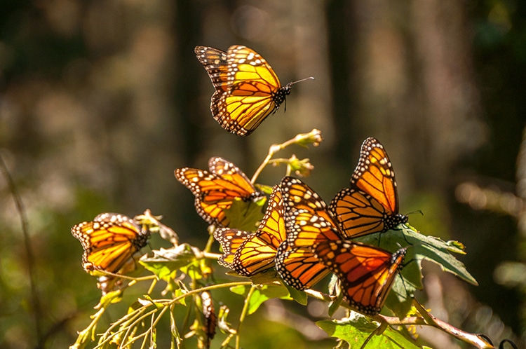 Once Common Monarch Butterflies Are Now an Endangered Species