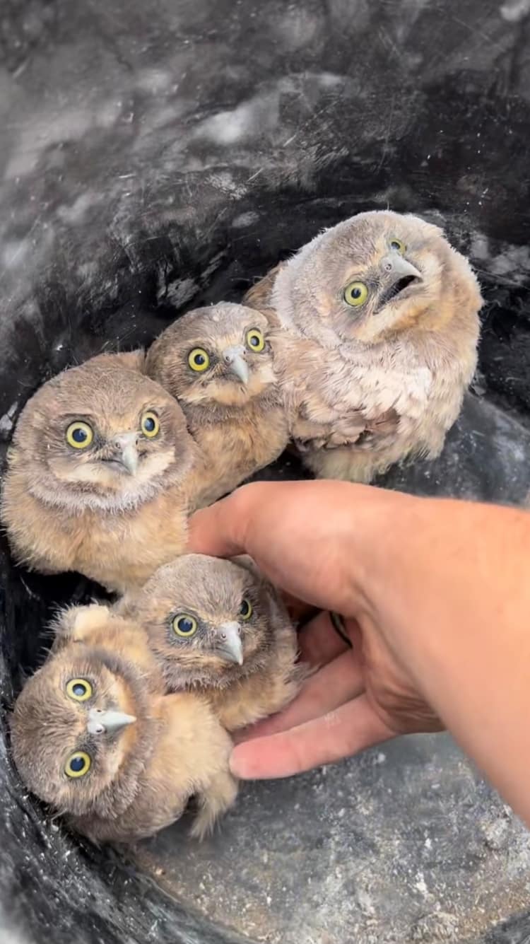 Baby Burrowing Owls 