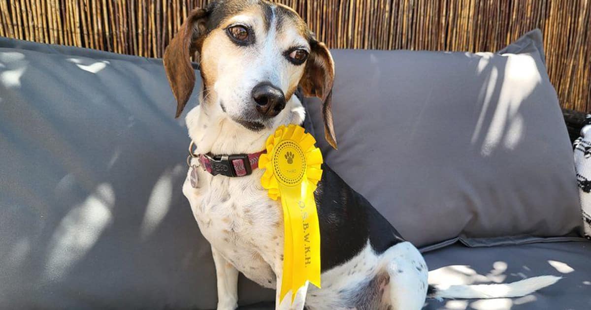 bonnie-escaped-dog-award-winner-thumbnail.jpg - ViralBandit