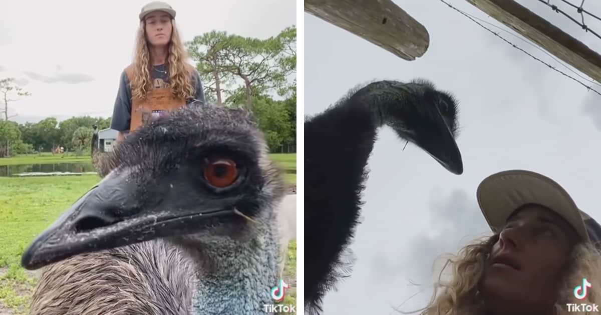 emmanuel-the-emu-fb-thumbnail.jpg - ViralBandit