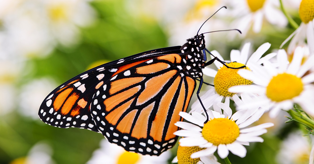 monarch-butterflies-endangered-thumbnail.jpg - ViralBandit