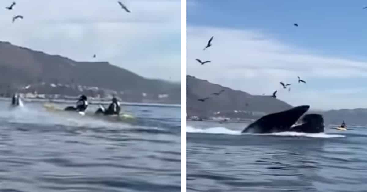 whale-engulfs-kayakers-thumbnail.jpg - ViralBandit