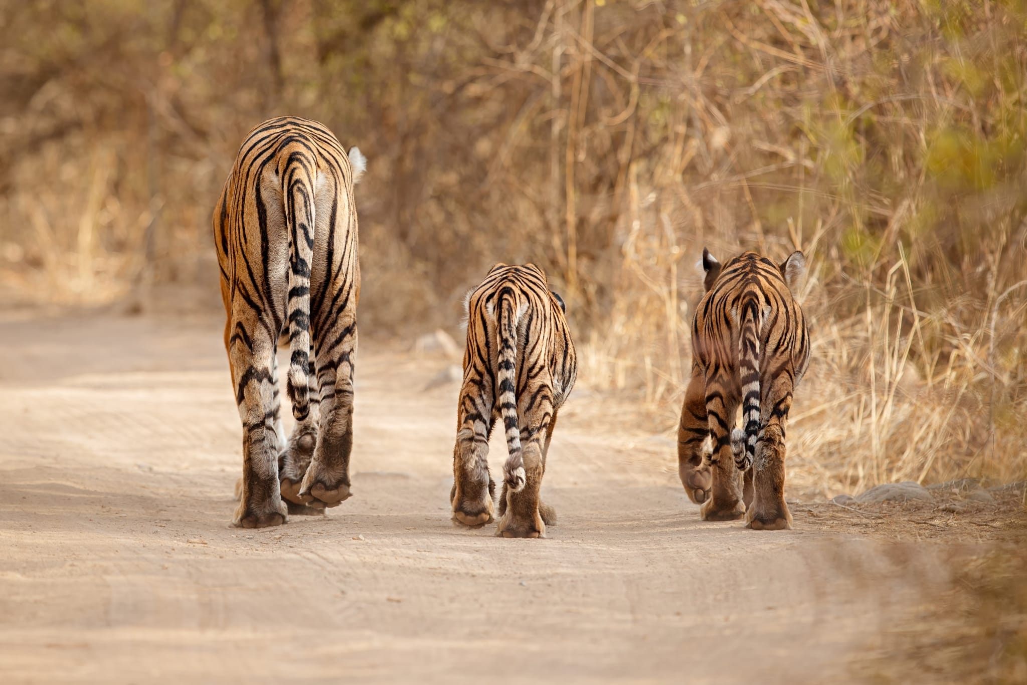 Tigers walking away