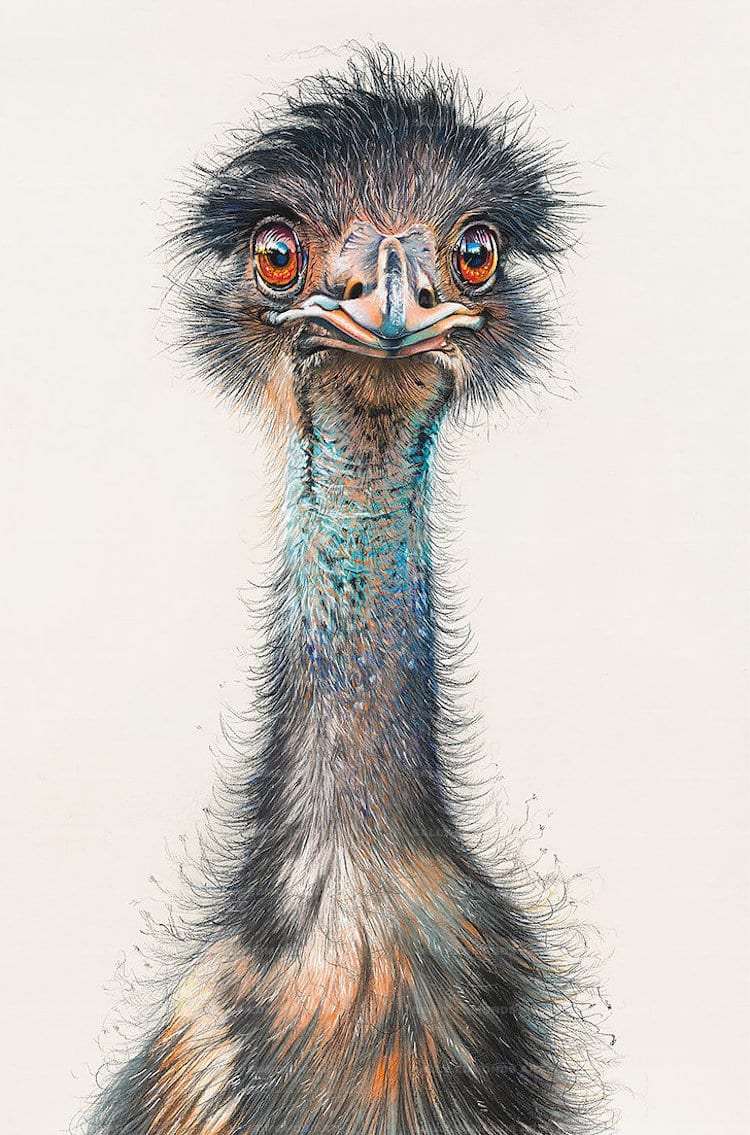 Pastel Bird Portraits by Sally Edmonds