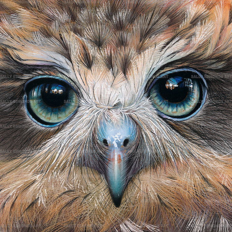 Pastel Bird Portraits by Sally Edmonds