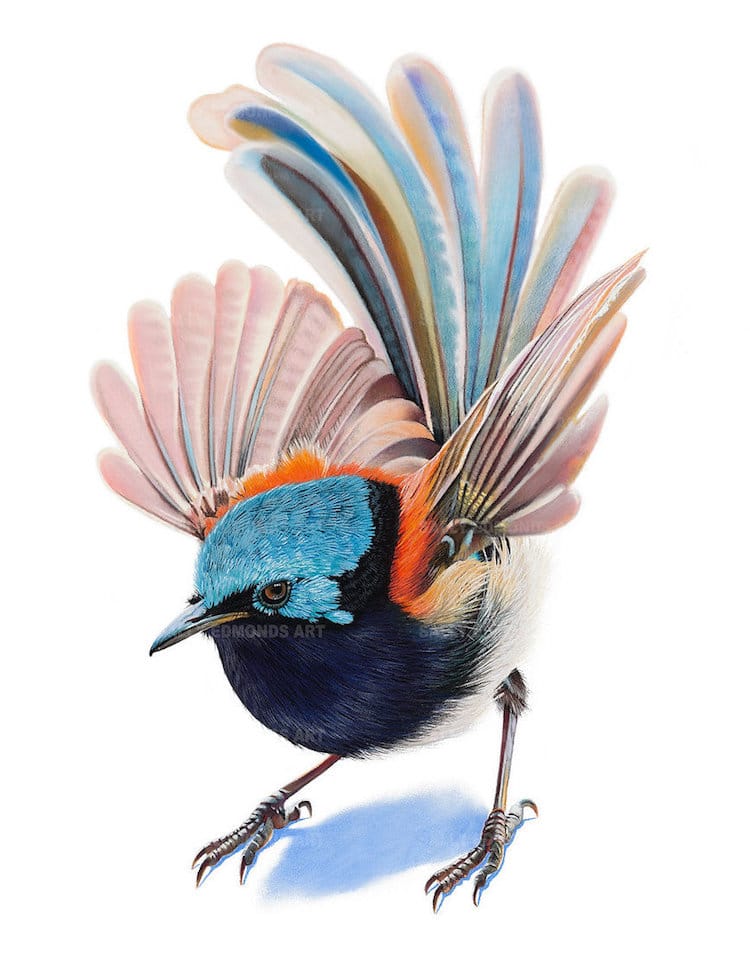 Pastel Bird Portraits by Sally Edmonds
