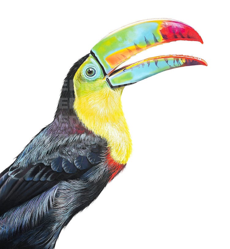 Pastel Bird Portraits by Sally Edmonds
