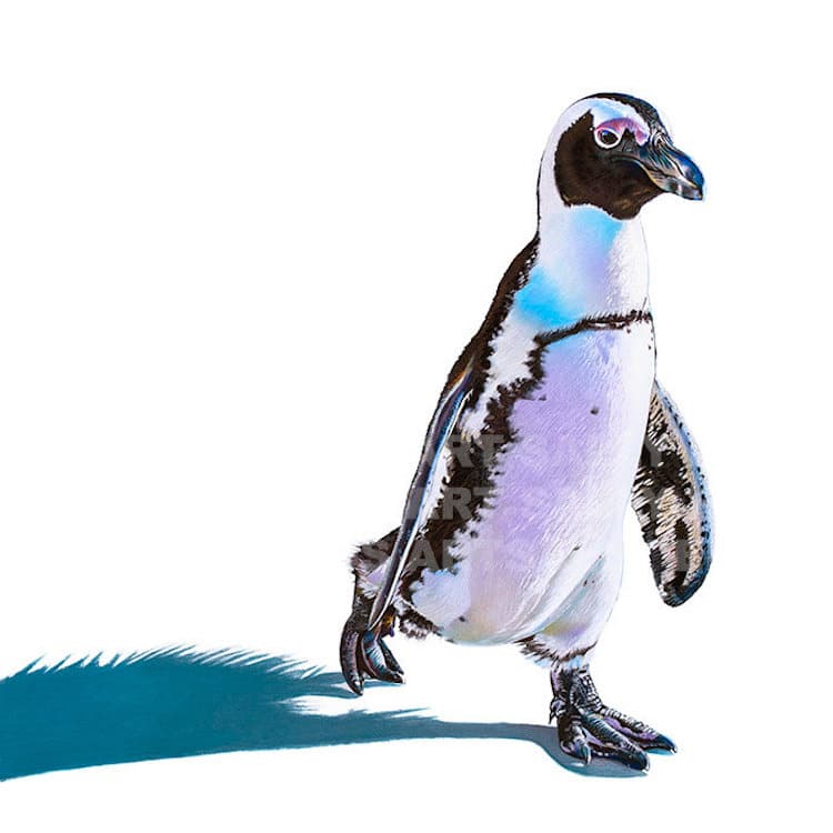 Pastel Bird Portraits by Sally Edmonds