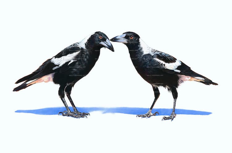 Pastel Bird Portraits by Sally Edmonds