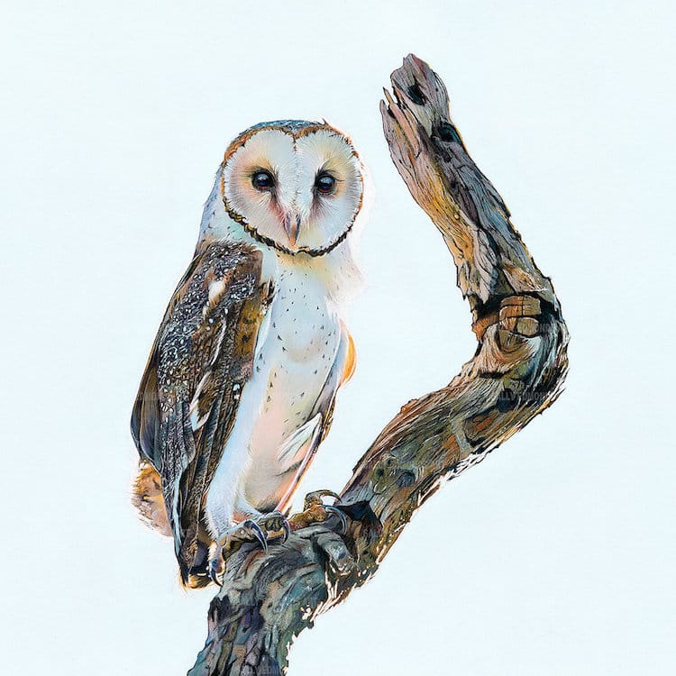Pastel Bird Portraits by Sally Edmonds