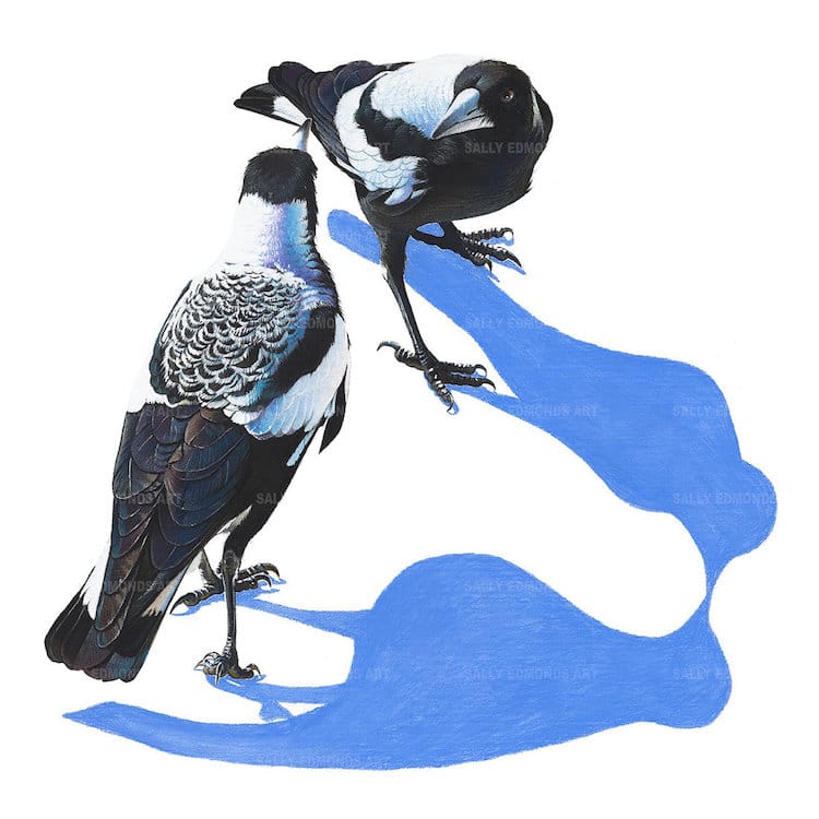 Pastel Bird Portraits by Sally Edmonds