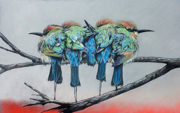 Pastel Bird Portraits by Sally Edmonds