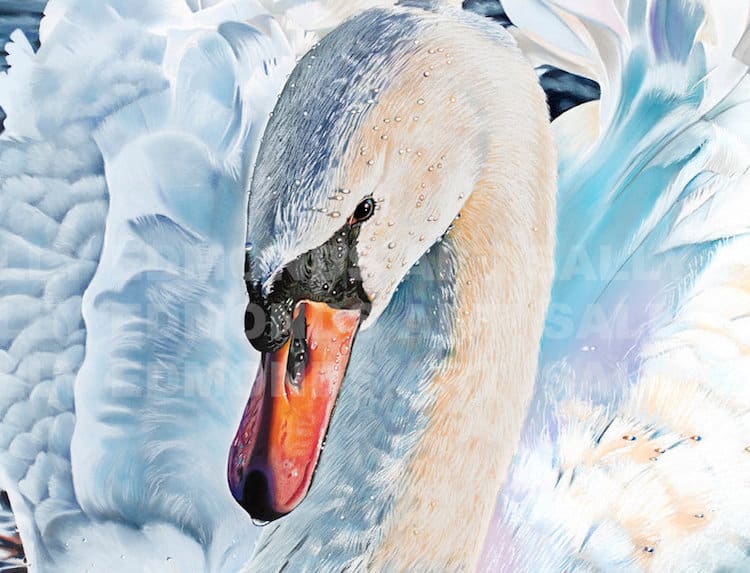 Pastel Bird Portraits by Sally Edmonds